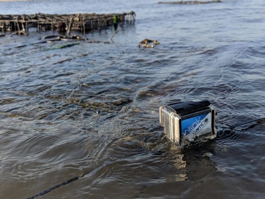 Customer Footage: Studying Oyster Farm and Aquatic Wildlife Interaction with Blink